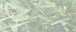 gw_-mr2044007.jpg